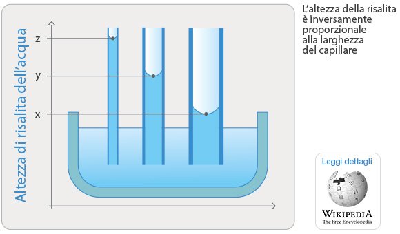 schema-capillari_2